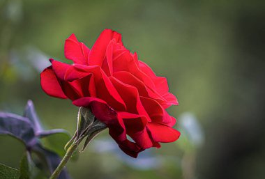 Baharda yükseldi, yakın plan, makro, baskın kırmızı renk