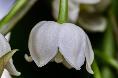 Vadinin zambağı, çan, yakın plan, makro, baskın beyaz renk