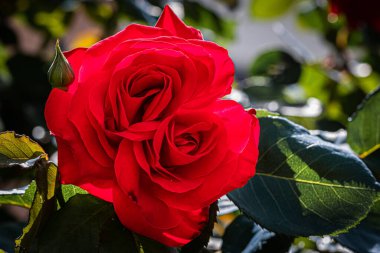 Baharda yükseldi, yakın plan, makro, baskın kırmızı renk