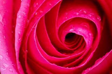 İlkbaharda yükseldi, yakın plan, makro, baskın gül rengi