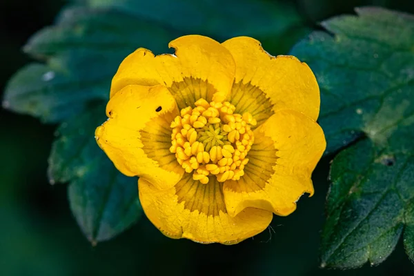 Buttercup Jaře Detailní Záběr Rozmazaném Pozadí Makro Dominantní Žlutá Barva — Stock fotografie