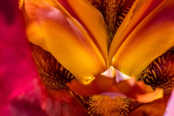 Baharda Sublim Iris Bulanık Arka Planda Yakın Plan Makro Baskın — Stok fotoğraf