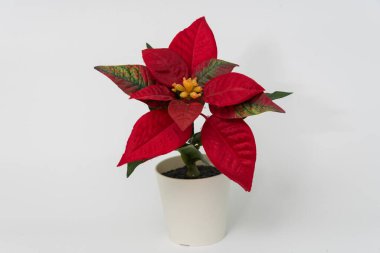 Noktalı kırmızı çiçek saksıda.