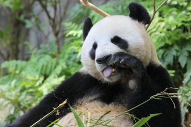 Dev panda bir hayvanat bahçesi