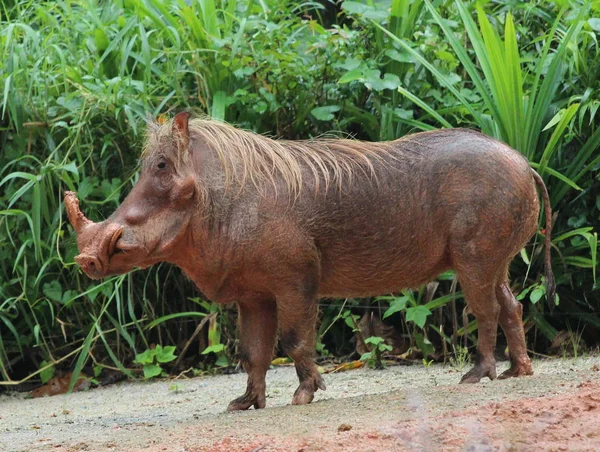 在新加坡动物园的野猪图像 — 图库照片