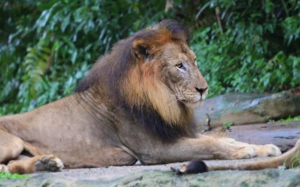 Nahaufnahme Porträt des Löwen in der Natur — Stockfoto