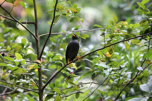 Little black bird on a tree