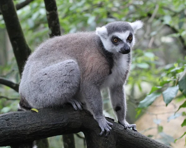 Madagáscar lemur na natureza — Fotografia de Stock