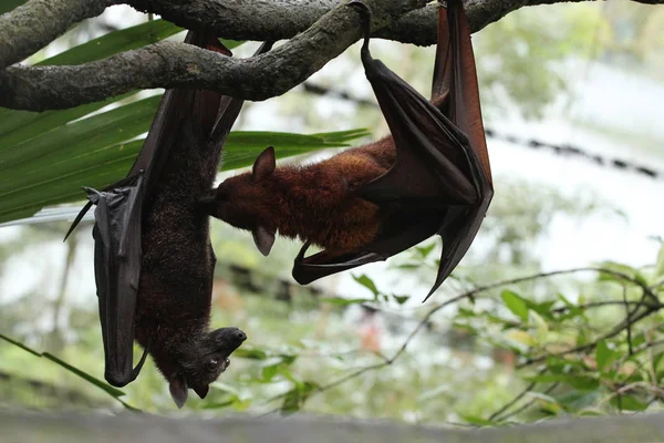 Close up image of bats
