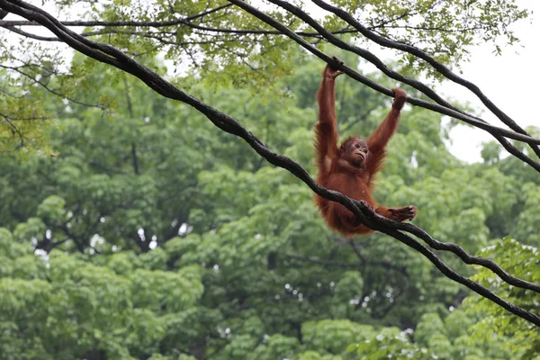 Orang-oetan in Singapore Zoo — Stockfoto