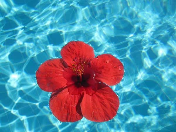 Imagen de cerca de una gran flor roja flotando en una piscina con blu — Foto de Stock