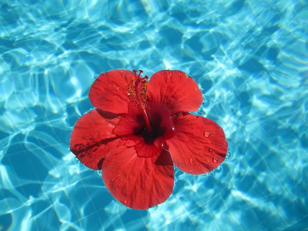 Imagen de cerca de una gran flor roja flotando en una piscina con blu — Foto de Stock