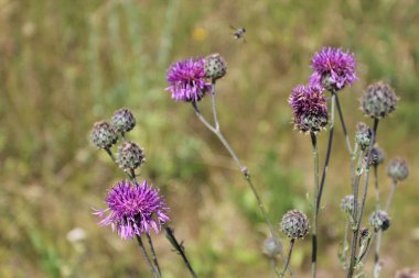 Thistle doğada