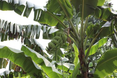 Bulutlu bir günde tropikal orman.