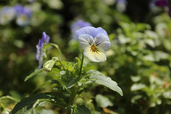 Close up image of a flowers Forget-me-not — Stock Photo, Image