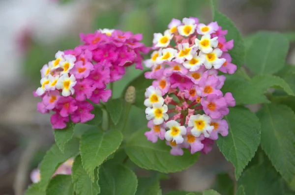 Schöne weiße und rosa Blüten — Stockfoto