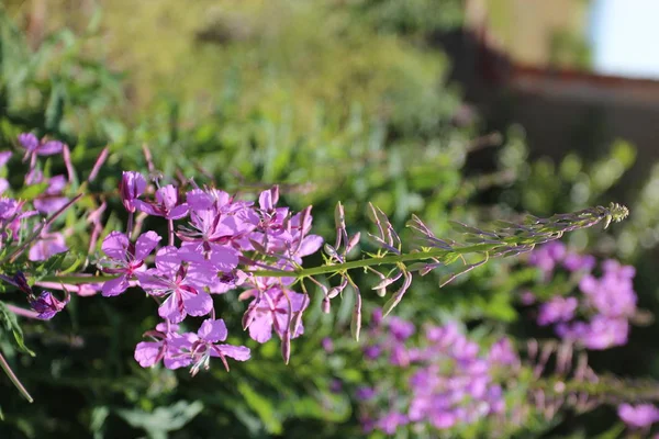Doğada çiçek açan Sally