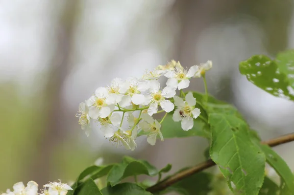 Tender primavera flores brancas de Bird-cereja na natureza — Fotografia de Stock