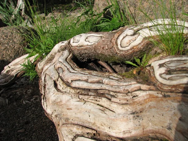 Yaşlı bir ağaç çim boğumlu bagajında