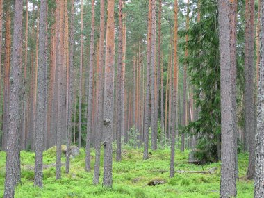 Yaz aylarında iğne yapraklı bir ormandaki çam ağaçlarının gövdeleri