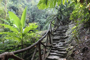 Yağmur ormanlarında eski taş merdiven