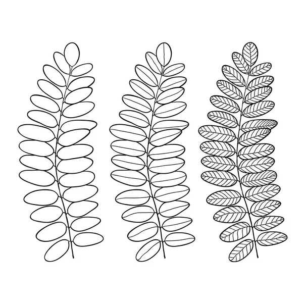 Acacia line art foglie isolate. Illustrazione vettoriale per la stampa interna e il design decorativo — Vettoriale Stock