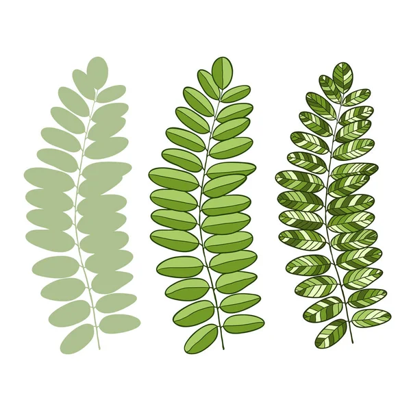 Akácie vektorové zelené listy izolované. Vektorové ilustrace pro interiérový design nebo dekorativní design — Stockový vektor