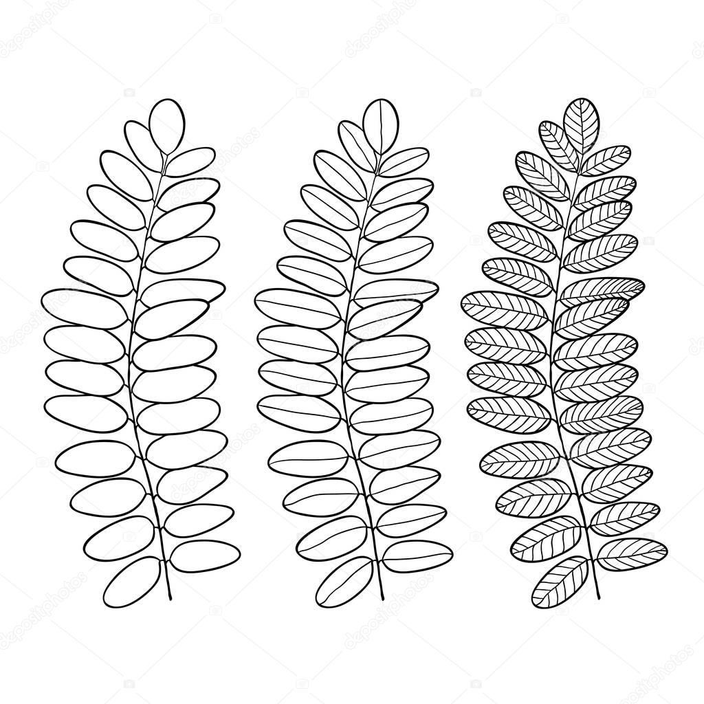 Acacia line art leaves isolated. Vector illustration for interior print and decorative design