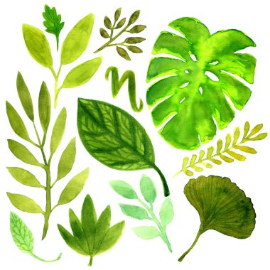 Watercolor leaves set. Tropical and gardening nature. Monstera and ginkgo decoration