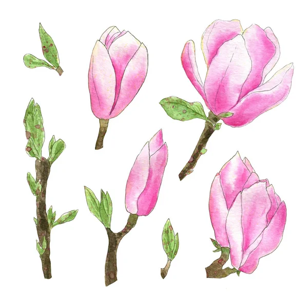 Aquarell Magnolienblüten — Stockfoto