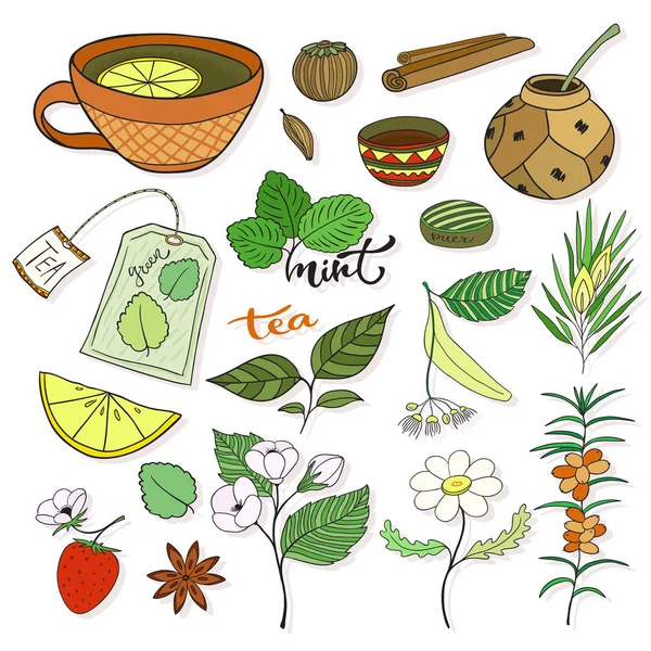 Tea collection. Växtbaserade växter — Stock vektor