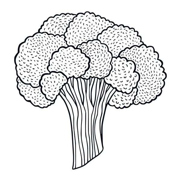 Брокколи Печатные Иллюстрации Ручной Рисунок Брокколи Овощной Ингредиент Кулинарной Книги — стоковый вектор