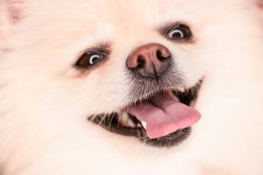 Küçük bir köpek yavrusunun ağzı.