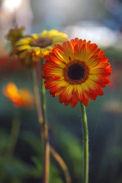 Gerbera blomma på grön natur — Stockfoto