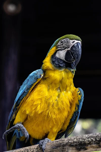 Guacamayos pájaro en rama seca — Foto de Stock