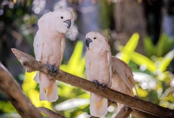 Cacatúa de cresta de salmón — Foto de Stock