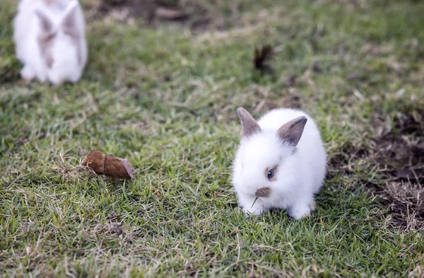 Yeşil çimenlerin üzerinde küçük tavşan — Stok fotoğraf