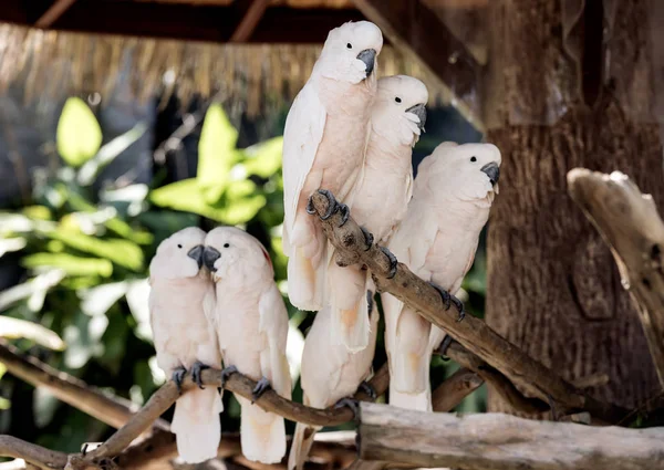 Salmon-crested cockatoo on branch — Stock Image Salmon-crested cockatoo on branch Royalty Free Stock Images