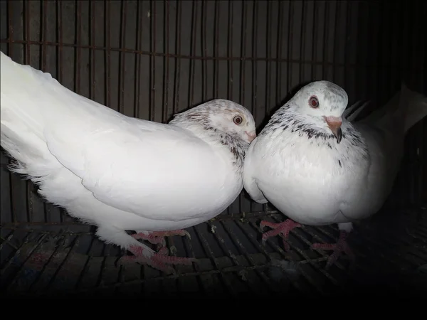 Par Pegeones Están Suelo Tame Pegeones Blancos — Foto de Stock