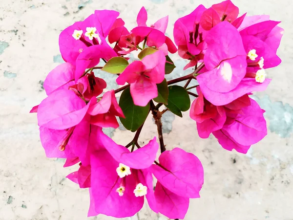 Nahaufnahme Der Rosafarbenen Blütenbougainvillea Bougainvillea Spectabilis Wild Makro Ansicht — Stockfoto