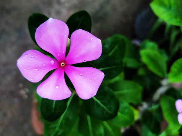 Hermosas Flores Color Rosa Periwinkle Floreciendo Jardín — Foto de Stock