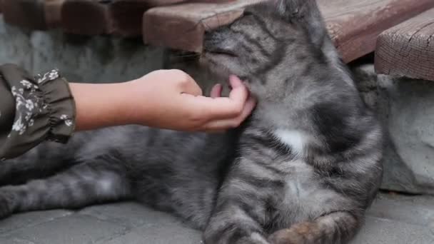 Gros Plan Gros Chat Gris Moelleux Main Bébé — Video