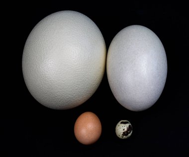 Devekuşu yumurtası, Amerikan Rhea yumurtası, tavuk yumurtası, kare şeklinde bıldırcın yumurtası.