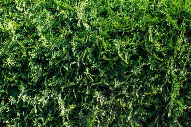 Bir selvi çitinin yeşil dokusu duvar gibidir.