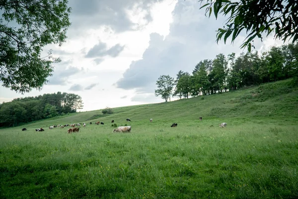 Many Cows Graze Large Green Lawn Green Grass Many Trees — Stock Photo, Image