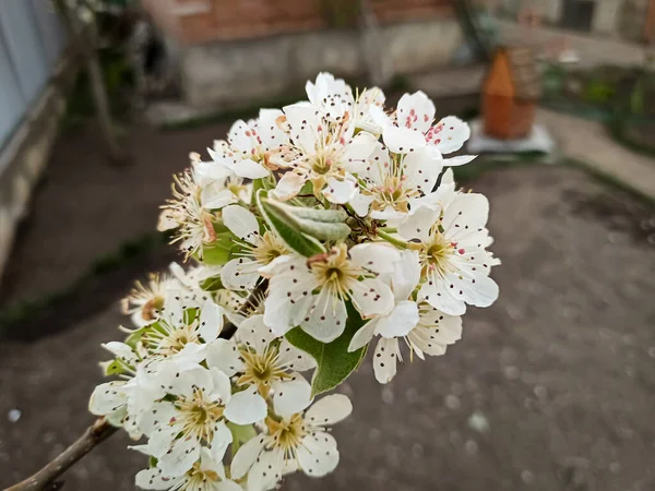 Blütenstand Von Apfelbäumen Bäumen Zeitigen Frühjahr — Stockfoto