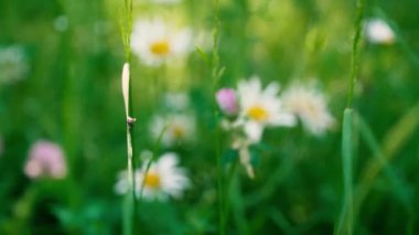 Çayırlarda farklı kır çiçekleri