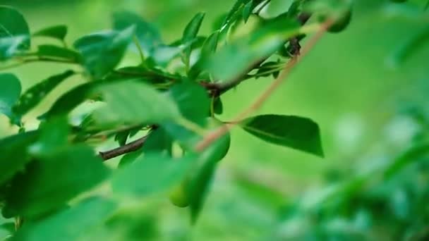 夏の草が牧草地に群生する — ストック動画