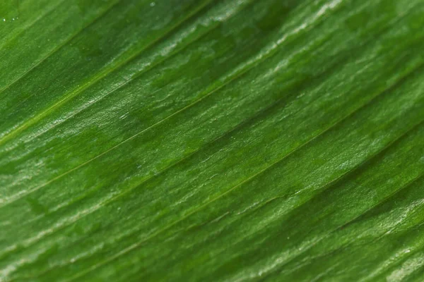 Wet leaf of a tropical plant close-up. Background in shades of green. The texture of plants.