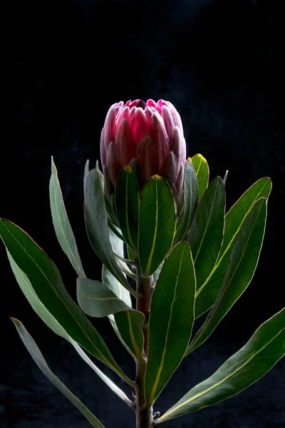 Fluffy flower of an exotic Protea surrounded by succulent leaves close-up in bright studio light. Macro photo of flowers on a black background.